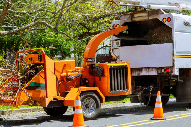 Reliable West Whittier Los Nietos, CA Tree Services Solutions