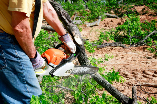 How Our Tree Care Process Works  in  West Whittier Los Nietos, CA